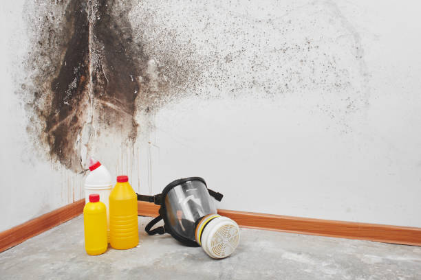Best Office Mold Removal Services  in Colon, MI