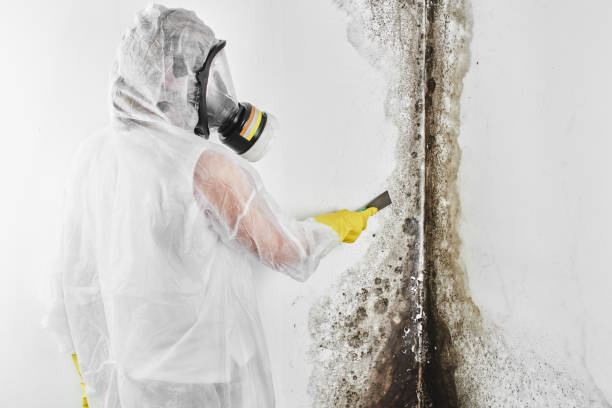 Best Black Mold Removal  in Colon, MI