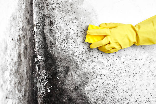 Best Emergency Mold Removal  in Colon, MI