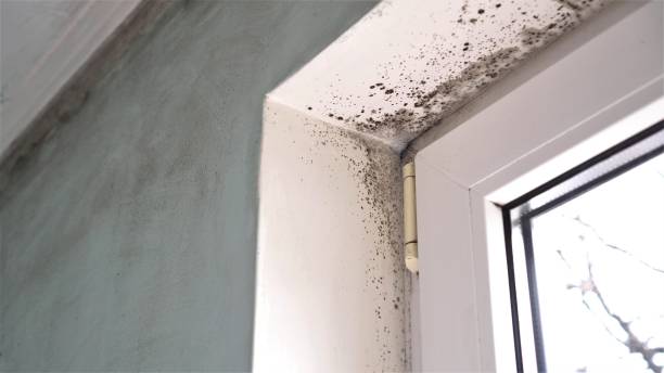 Best Certified Mold Removal  in Colon, MI
