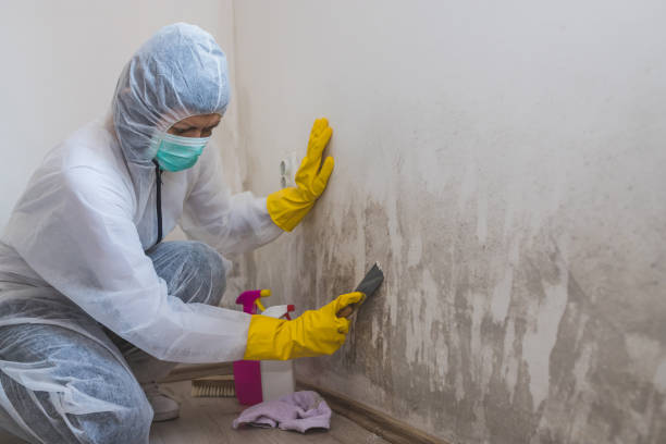 Professional Mold Removal in Colon, MI