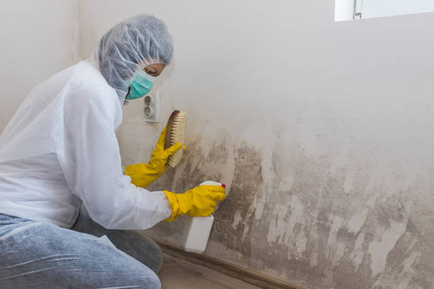 Best Residential Mold Removal  in Colon, MI