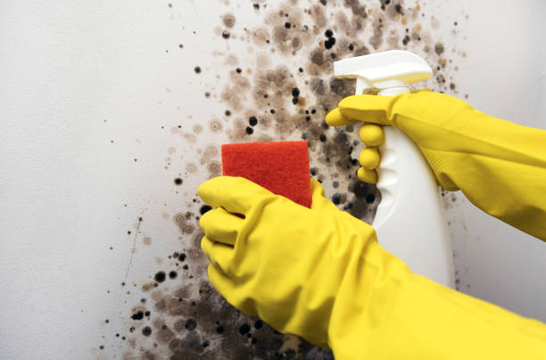 Best Fast Mold Removal  in Colon, MI