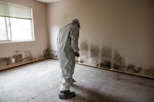 Best Crawl Space Mold Removal  in Colon, MI
