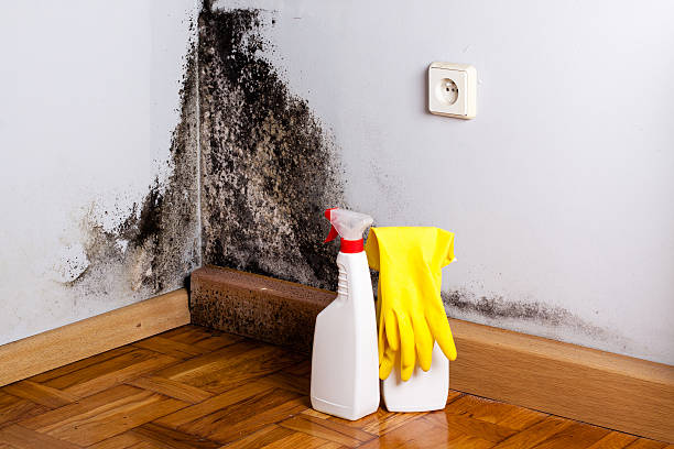 Best Mold Cleaning Services  in Colon, MI
