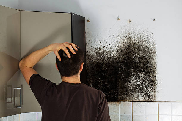 Home Mold Removal in Colon, MI