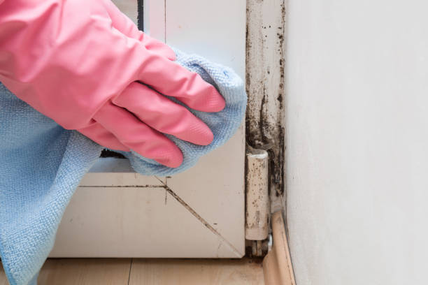 Best Local Mold Removal Service  in Colon, MI