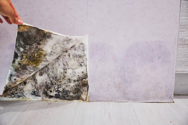Best Home Mold Removal  in Colon, MI